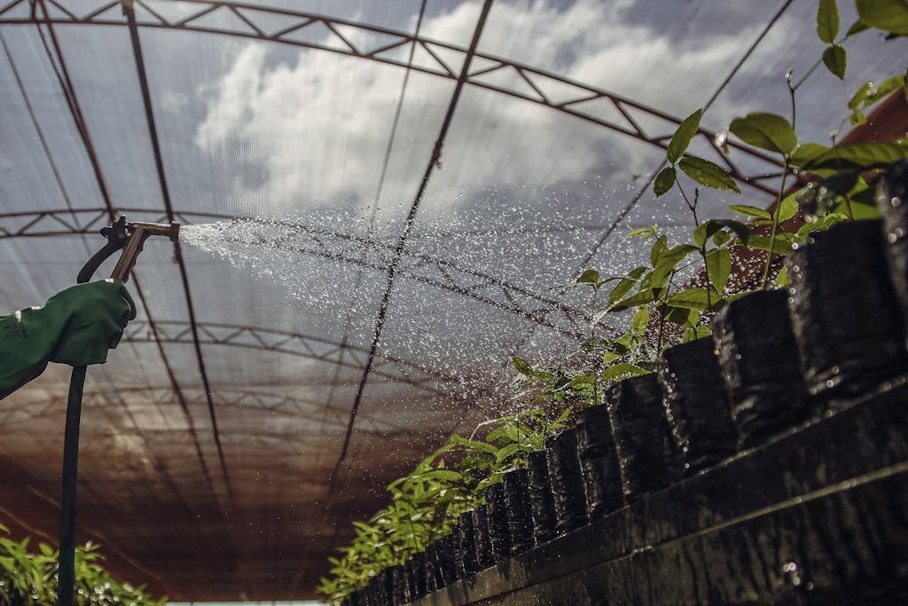 A vibrant scene of plants being watered inside a Brazilian greenhouse.