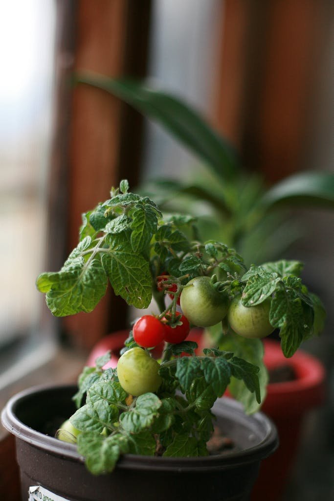 Fresh cherry tomato plant growing indoors on a windowsill, rich in nutrition and ideal for a healthy diet.